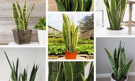 Snake Plant Spiritual Benefits - What Is The Snake Plant Spiritual Meaning