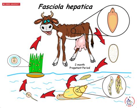 NCSU Veterinary Parasitology