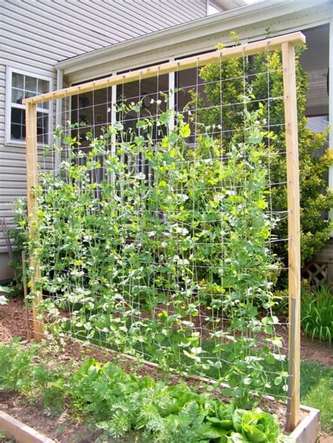 Easy Diy Cucumber Trellis Ideas A Piece Of Rainbow