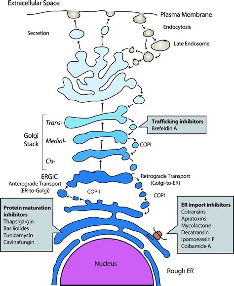 Secretory Protein