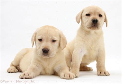 Dogs Yellow Labrador Retriever Puppies 7 Weeks Old Photo Wp24919