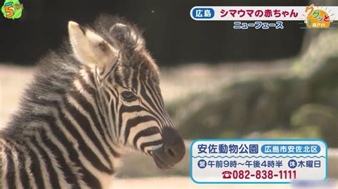 お母さん大好き💛なシマウマの赤ちゃん（広島市安佐動物公園）