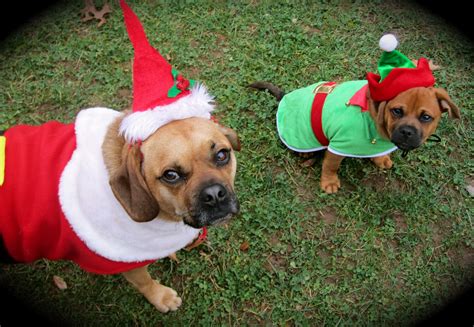 Puggle Pups Christmas Puppies Pictures Christmas Puppy Reindeer Dog