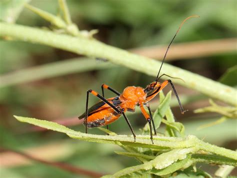 Assassin Bug 7247 Assassin Bug Reduviidae Adult At Cape Flickr