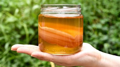 Quels Sont Les Risques De Faire Son Propre Kombucha