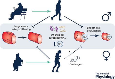 Aerobic Exercise Training And Vascular Function With Ageing In Healthy