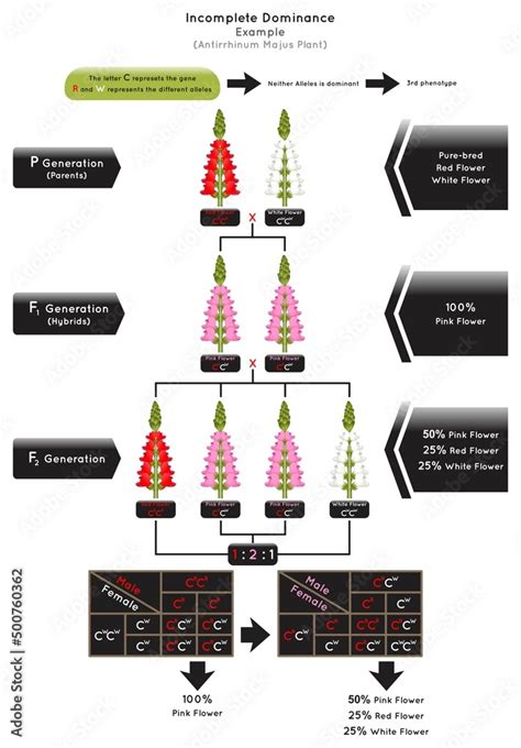 Incomplete Dominance Infographic Diagram Example Antirrhinum Majus Gene