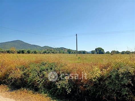 Terreni Agricoli In Vendita A Scarlino In Zona La Pieve Le Case Casa It