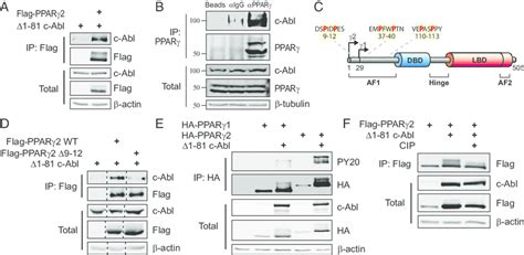 c Abl binds and phosphorylates PPARγ2 A c Abl binds PPARγ2 HEK293