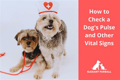 How To Check A Dogs Pulse And Other Vital Signs Elegant Furball