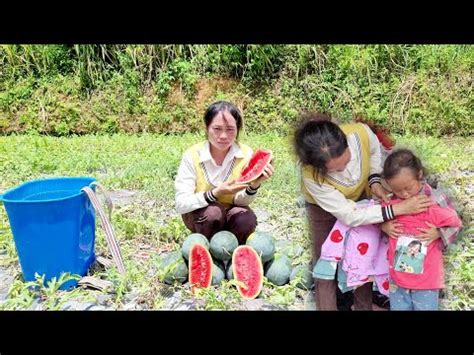 Harvest Watermelons And Bring Them To The Market To Sell YouTube