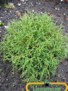 Thuja Occidentalis Mr Bowling Ball Baumschule Lienemann