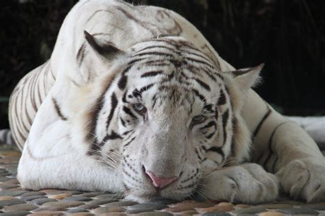 White Tiger Spiritual Meaning and Symbolism (9 Omens)