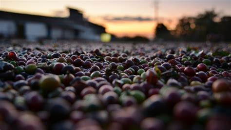 Safra de Café Adido do USDA indica leve redução no Brasil