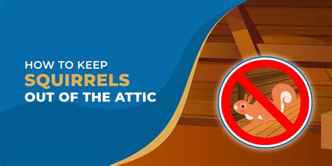 Get Rid Of Squirrels In Attic