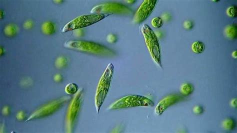 Эвглена зеленая Euglena строение и среда обитания образ жизни и