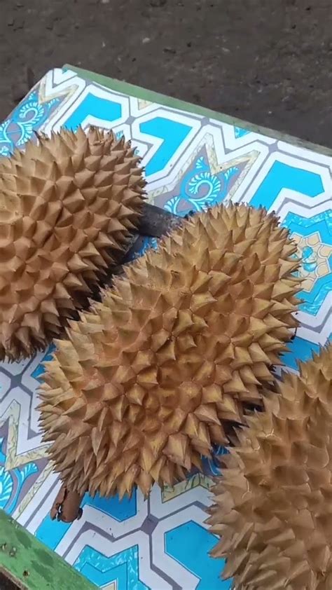 Duren Lai Kita Coba Bersama Surga Dan Neraka Dangdutkoplo Dangdut