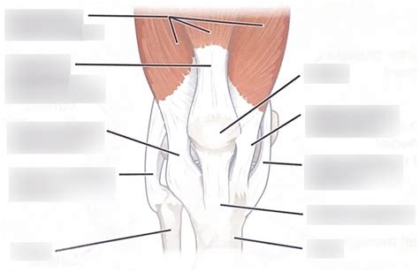 The Knee Joint Diagram Quizlet