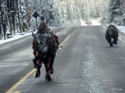 Grizzly Bear Chasing A Bison Down A Highway Got Hunts