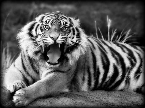 Siberian Tiger Monochrome Free Image Download