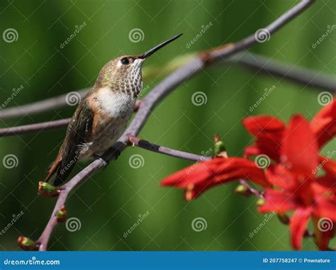 Female Rufous Hummingbird Hovering And Drinking Nectar From A Bee Balm