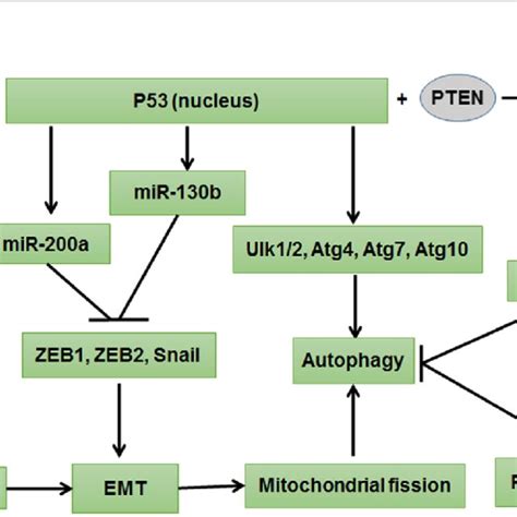 Jak Stat Signaling Pathway Regulated Autophagy And Emt Activation Of