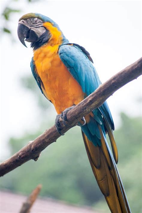 Parrot On Tree Branch In A Zoo Stock Photo Image Of Bird Cute 107024898