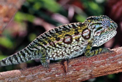 Carpet Chameleon Lifespan | Review Home Co