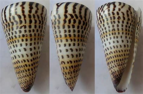 Shellauction Net Conus Litteratus