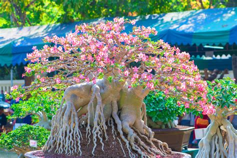 Adenium obesum 12cm Sklep z roślinami CocaFlora