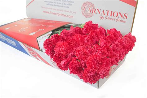 Hot Pink Carnations