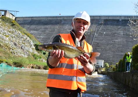 Le Lac de Guerlédan se vide EDF récupère les derniers poissons