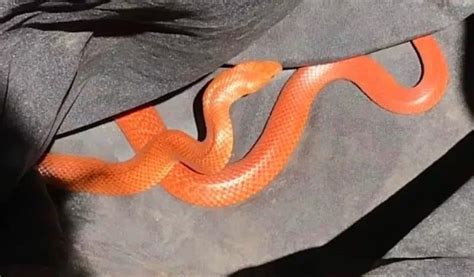 Cobra veneno altamente letal é encontrada em cor rara na Austrália