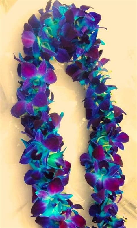 Single Blue Bombay Orchid Lei In Placentia Ca Orchids Little Secret