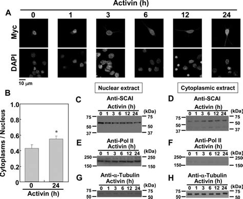 Involvement Of The Serum Response Factor Coactivator Megakaryoblastic