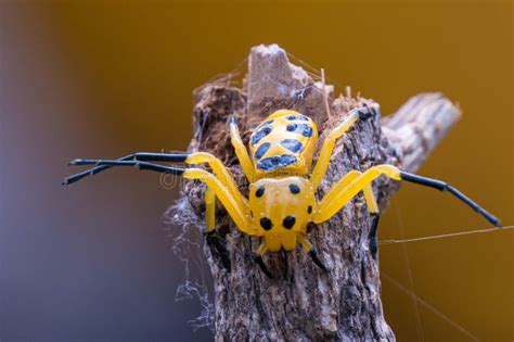 An Eight Spotted Crab Spider or Platythomisus Octomaculatus. Stock Image - Image of black ...