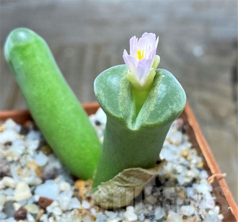 Shpr Conophytum Longum Sb