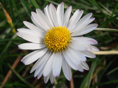 CHIVIRITA: Bellis perennis | Plantas rioMoros
