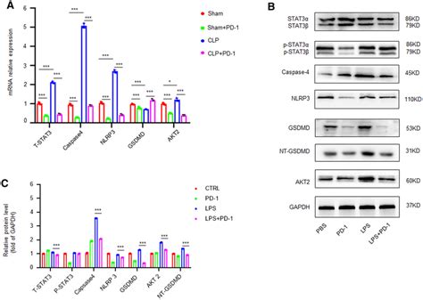 Blockade Of PD 1 Suppressed Pyroptosis In Macrophage A Blockade Of