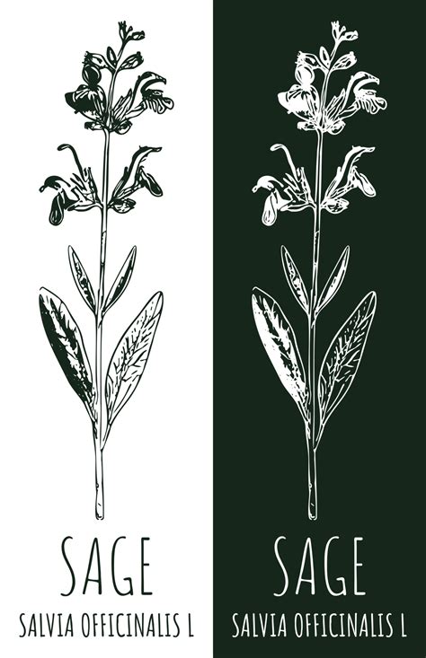 Drawings sage. Hand drawn illustration. Latin name Salvia officinalis L