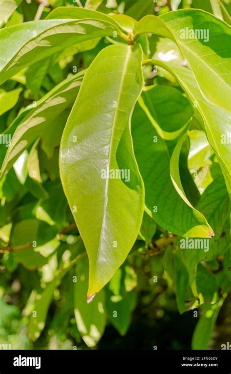 Otaheite Apple Tree Leaf Stock Photo - Alamy