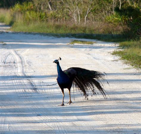 Pine Island Florida Pine Island Peacocks