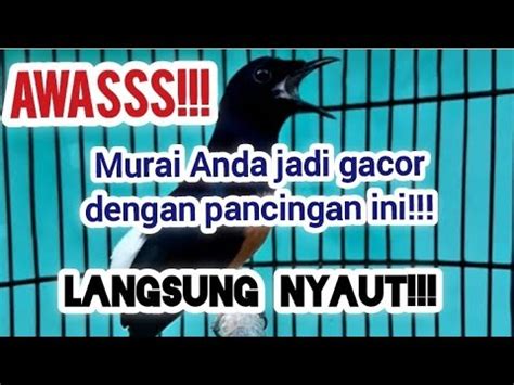 Pancingan Murai Batu Tembakan Love Bird Bikin Emosi Murai Bahan Dan