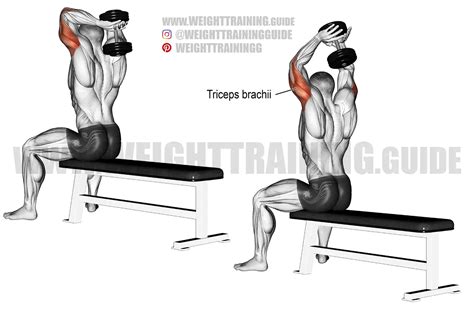 Man Doing Dumbbell Overhead Triceps Extension Exercise Flat Vector Illustration Isolated On