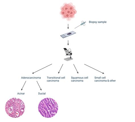 Prostate Cells