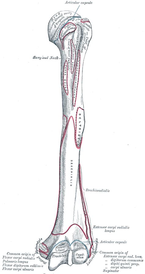 The Humerus Human Anatomy