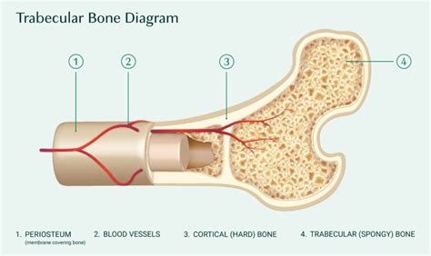 Everything You Need To Know About Trabecular Bone Score Tbs