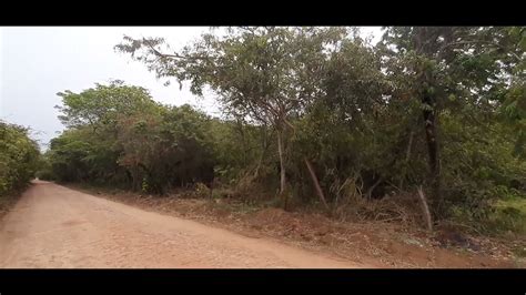 Cerrado florestal de Araçatuba SP YouTube