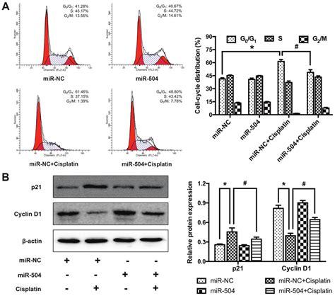 MiR 504 Suppressed Cisplatin Induced Cell Cycle Arrest In MG63 Cells