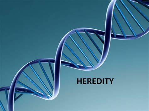 PPT - HEREDITY PowerPoint Presentation, free download - ID:2030145